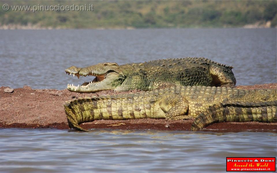 Ethiopia - Lago Chamo - Coccodrilli - 06.jpg